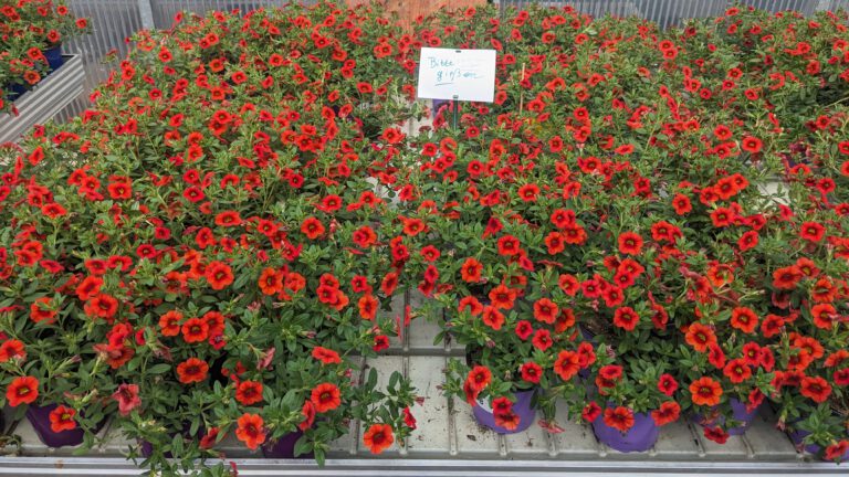 Nährstoffe aus dem Kreislauf – Praxistest mit NUNOS-Dünger bei Zauberglöckchen